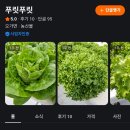 홍산시장 | 스마트팜 '푸릿푸릿' 유럽상추로 만든 알리오올리오 샐러드 파스타 (ft. 당근마켓 직거래 방문 후기)