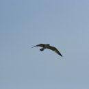 갈매기 마을 이미지