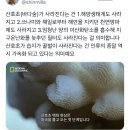 제주도 바다의 연산호가 녹아 죽는 중 이미지