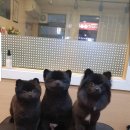 강아지song 이미지