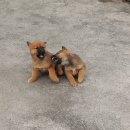 우리두리 이미지