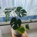 새로나화원 | [주말일상] 몬스테라 분갈이 / 겨울 호암미술관 예약하고 방문하기