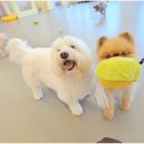 리치펫하우스 이미지