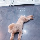 다정하개 이미지