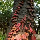 형아농장 이미지