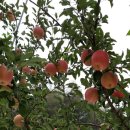 박달재농원 이미지