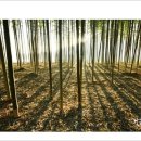 섬진강대숲길 이미지