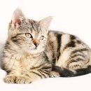 하이바이 분양소 이미지