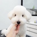 올 도그 그루밍(All DOG GROOMING) 이미지