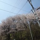 주차장 | 경기도 부천 원미산 진달래 동산 명소 꽃구경 축제 실시간 현황 주차