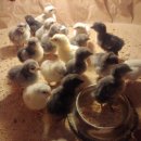 청계복지농장 이미지