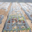 덕이 농장 이미지