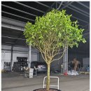 르노코리아 아산정비사업소 이미지