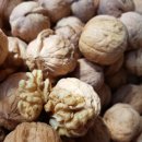 호두나무 이미지