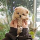 미유펫 강아지분양고양이분양 김포점 네이버블로그