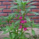 야로시장 이미지