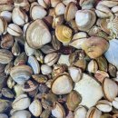 마시안갯벌체험장 이미지