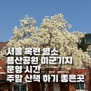 목련 어린이공원(어17) | 서울 목련 명소 용산공원 미군기지 운영 시간, 주말 산책 하기 좋은 곳