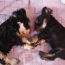 루스켄넬 이미지