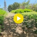 연화도 방문(Lotus flower Island) 통영 이미지