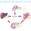 당뇨 약물 요법 정리 이미지