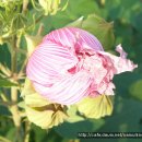 부용약국 이미지