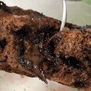 빵잘굽는집 | 창원 초코칩 폭탄 초코바게트 빵굽는집 솔직후기