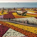 "2주 뒤면 무료 개방하는 가을 국화꽃밭" 17만 본 국화절경 보러 75만 명 찾은 여행지 이미지