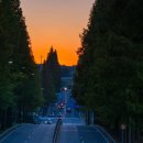 기지시 메타세콰이아 이미지