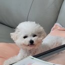 프리티도그 | [반려견 분리불안 교육일기 #1] 놀로스퀘어 1:1트레이닝 훈련 후기