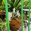 한아름농원 | 이원난농원 방문 후기_호접란,동양란, 서양란, 난화훼단지