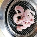 기장꼼장어 이미지