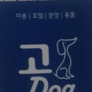 고Dog 이미지