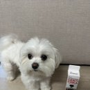[내돈내산] 강아지 치석 입냄새 텐티치카 바르는 치약 솔직 후기