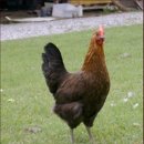 청리농장 이미지