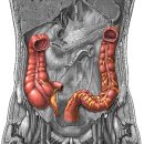 ascending and descending colon(오름 및 내림주름창자) 이미지