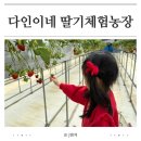인천 딸기체험농장 다인이네 예약방법 2년째 방문후기