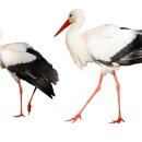 푸른 둥지 이미지