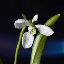 팡팡과일 이미지