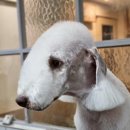 하트애견미용실 이미지