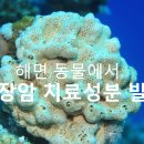 해면 동물에서 췌장암 치료 성분 발견 이미지