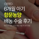 강성약국 | 신생아 6개월 아기 항문농양 원인, 증상, 배농 수술 후 관리 후기