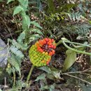 백의리층 탐방안내소 | 블랙야크 100대 명산 무등산 국립공원 등산 후기 _증심사주차장 원점회귀 코스 완주기_2025.10.11