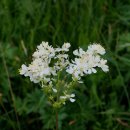 고사리터리풀(Filipendula vulgaris) 이미지