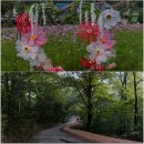 장동 산디마을입구 주차장 | 대전 가볼 만한 곳 9월 축제 제9회 장동 계족산 코스모스 축제 장동 산림욕장 계족산 황톳길 대전 여행