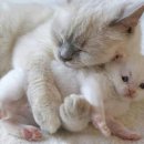 몽글몽글 이미지