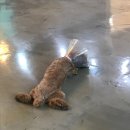 마오네애견카페 이미지