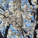 농기계임대사업소 북부지소 | 파주 파평면 덕천리 벚꽃구경 후 가기 좋은 카페 티그레, 버터떡 맛집 다미로아