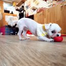 소중한 개 이미지