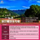 영월 동강붉은메밀꽃축제 다녀온 찐 후기,가을꽃축제로 딱!